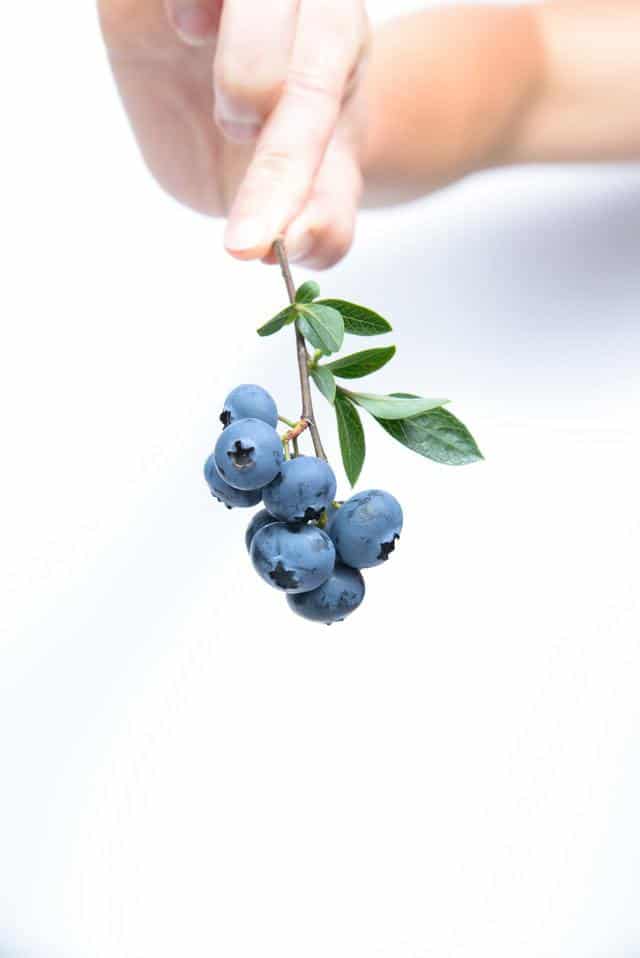 Blueberries Open Throat Chakra