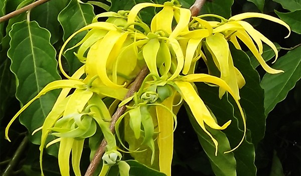 Made From the Flowers of the Cananga Tree, Ylang Ylang Essential Oi