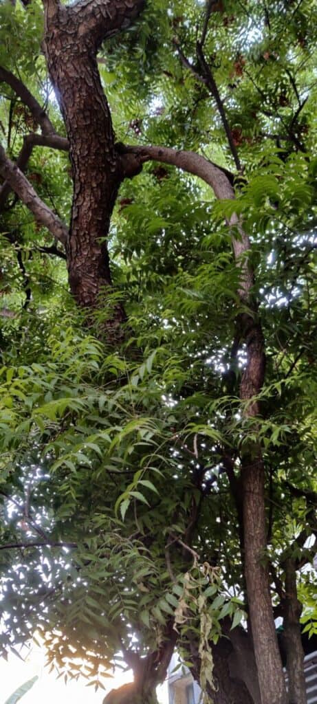 THE LUSH GREEN SERRATED NEEM LEAVES