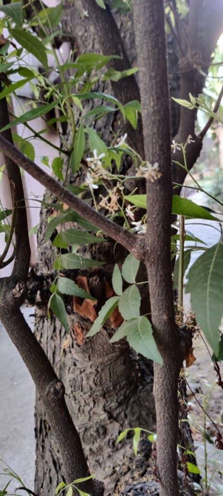 THE NEEM FLOWERS ARE ALSO CONSIDERED A DELICACY AND MEDICATION