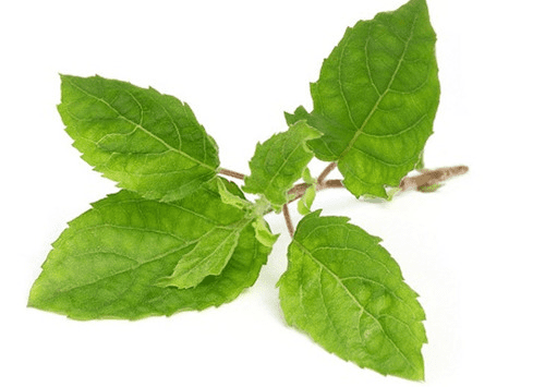 TULSI LEAVES OR BASIL; P.C- AMAZON.IN