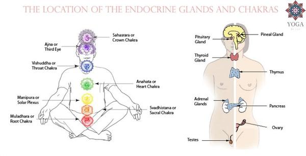 Chakras and glands: The root chakra corresponds to the adrenal gland